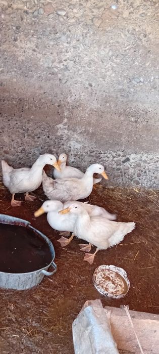 Үйректер сатылады