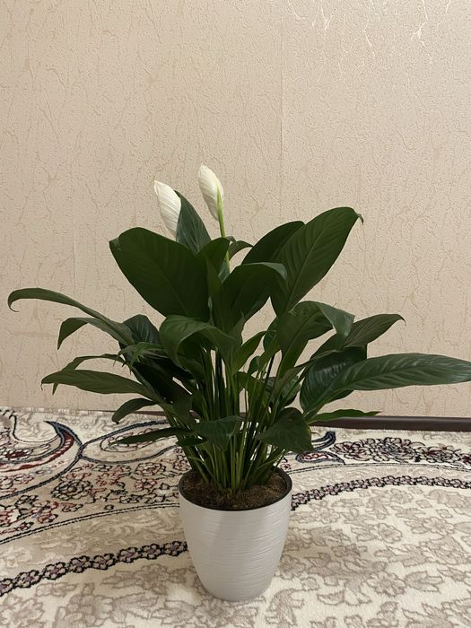 спатифиллум женское счастье