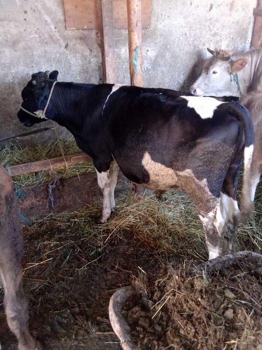 Vând doi viței și o vitea