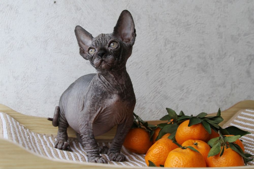 Котята, канадские сфинксы