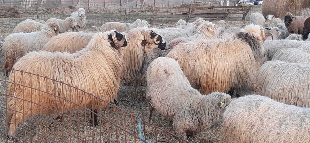 Berbeci breji originali