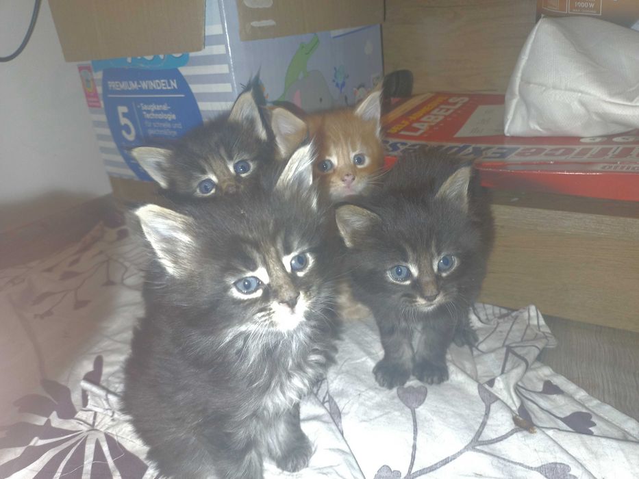 Мейн куун котенца