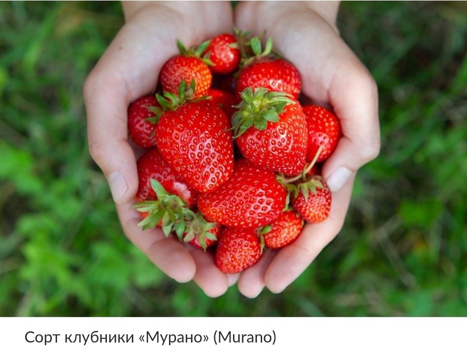 Клубника чистая рассада