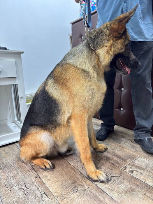 Экспресс-линька для собак