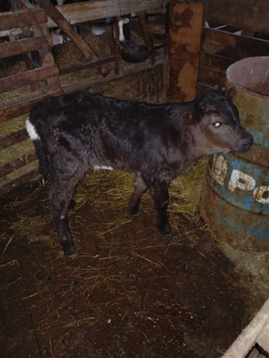 vând tăuraș de angus