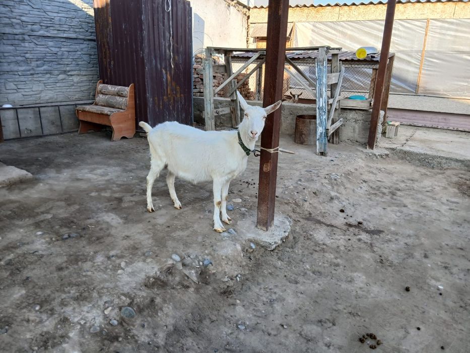 Заанен Алпий козы