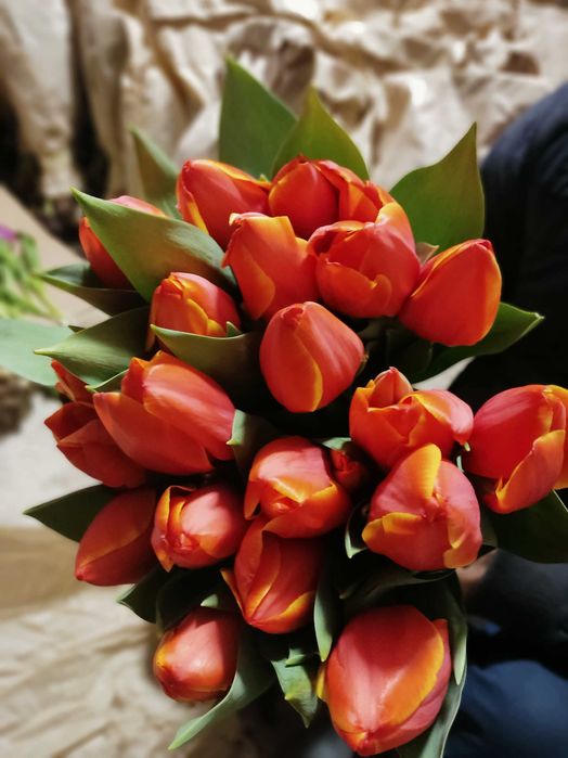 Продам тюльпаны к 8 марту