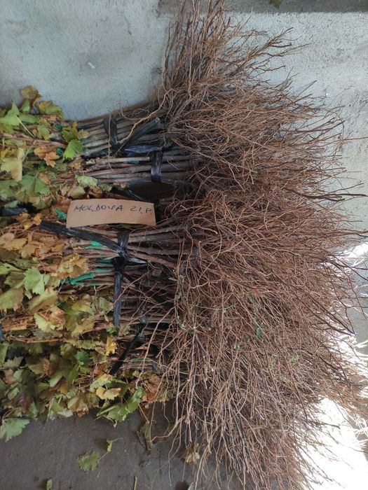 Butași Viță de vie