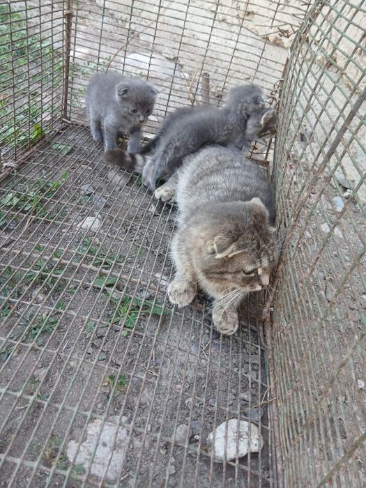 Продам котят веслоухих
