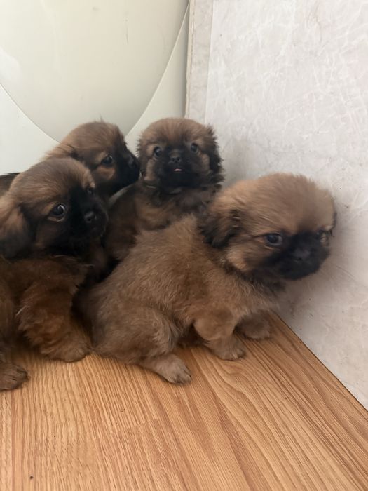 Чистокръвни пекинези