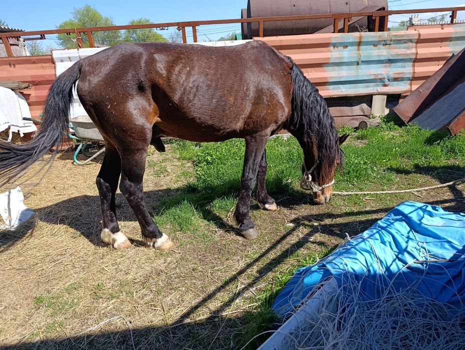 Айгыр сатылады.  .