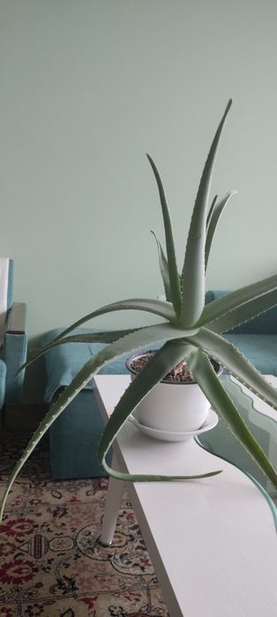 Алое Вера в саксии