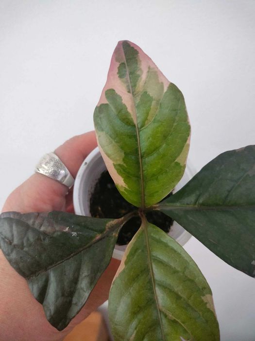 Псевдоэрантерум багряный,  отросток