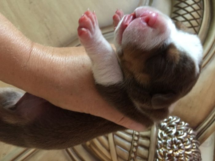 американский булли