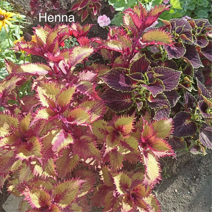 Укорененные черенки сортовых колеусов