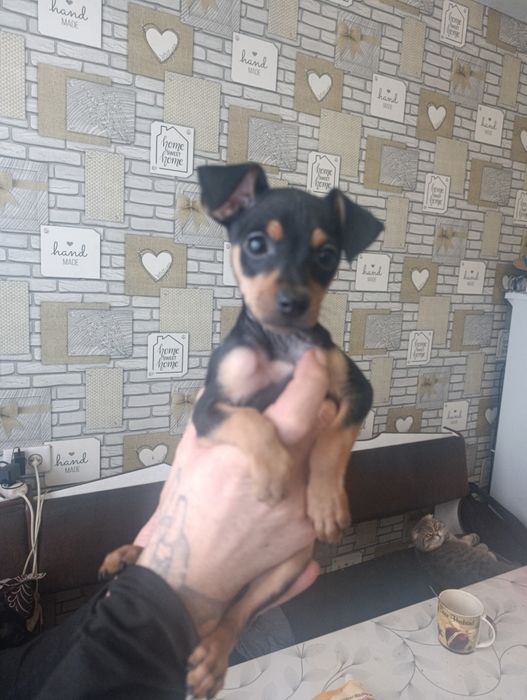 Продам той терьера