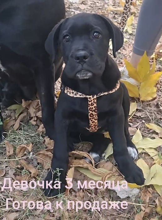 Продам щенка Кане Корсо