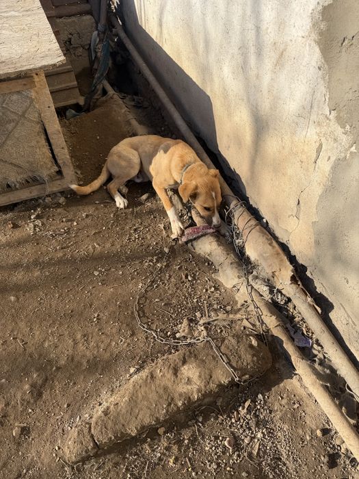 Отдам щенка мальчик.