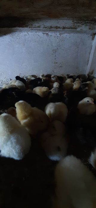 Продам цыплят несушка