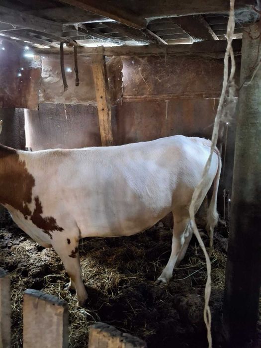 Продам корову откормленную