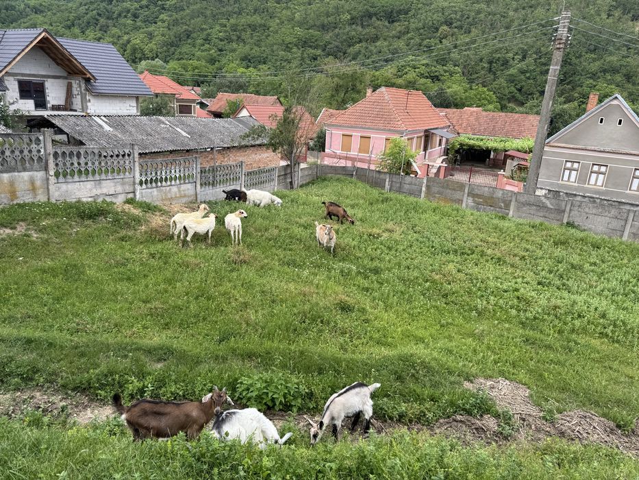Vand capre plus iezi