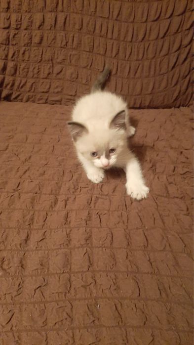 Отдам  игривых котят даром.