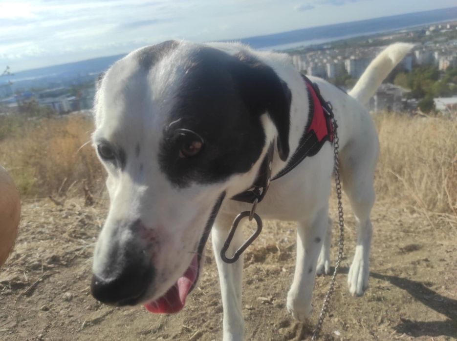 Порода: брейдън, Подарява се ,търси грижовни стопани