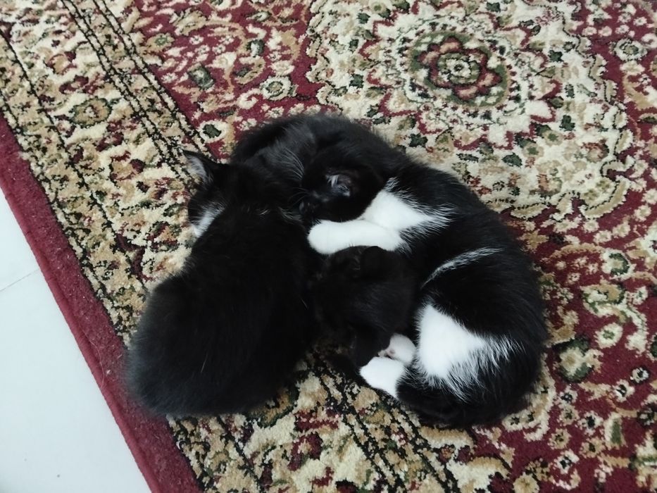 Отдам котят бесплатно