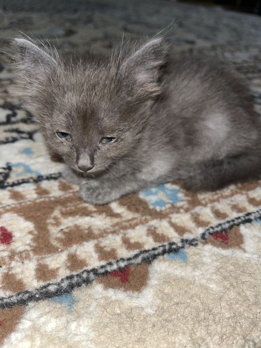 Котята мальчики месяц серый и черный