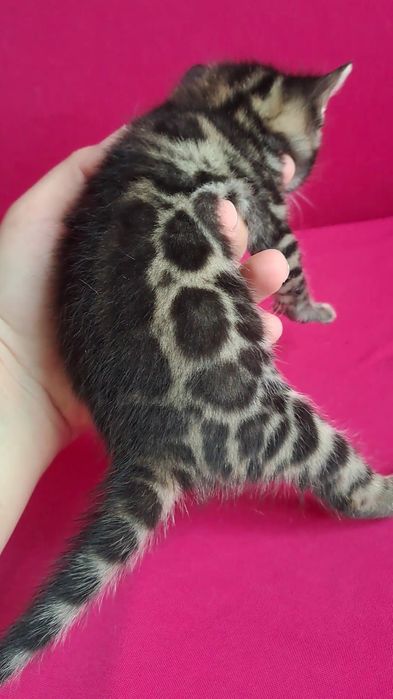 Бенгальский котёнок | ПРЕМИУМ класс