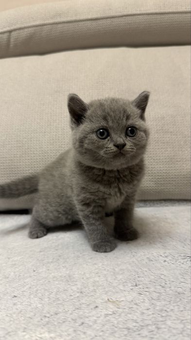 британски късокосмести котенца