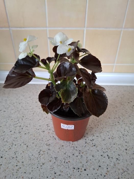 коланхое, Герань, бегония с доставкой