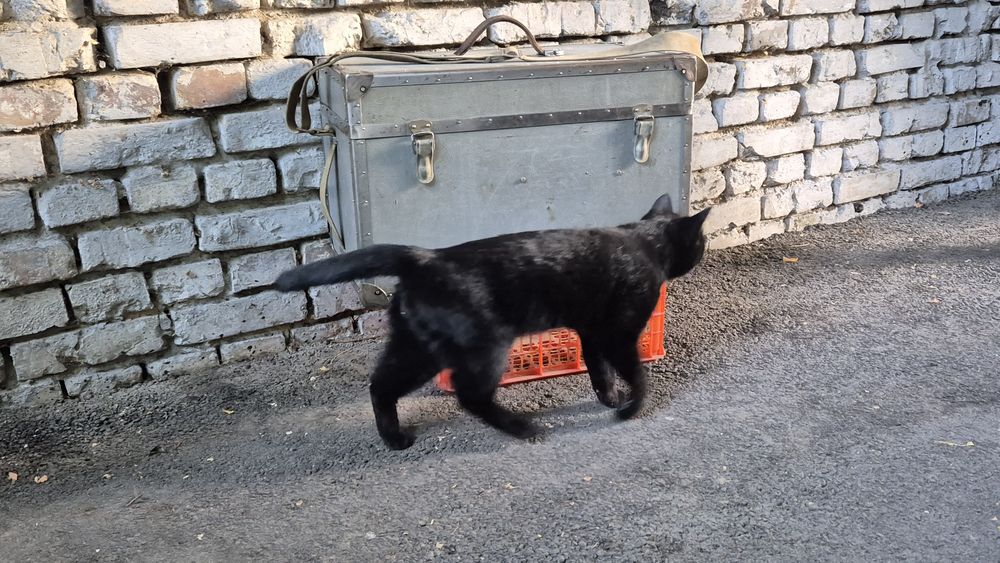 Антикварный советский сундук кинооператора.