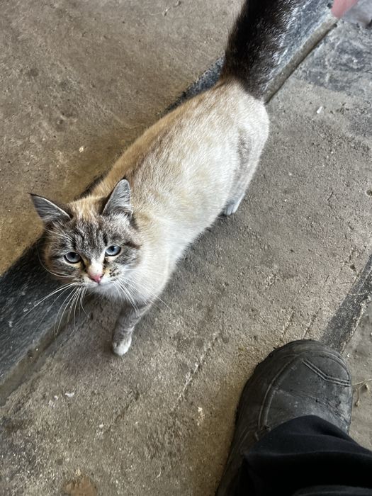 Кошка очень ласковая