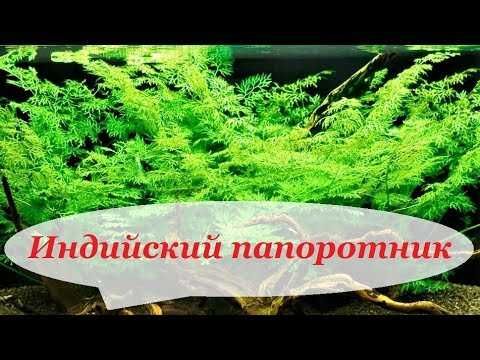 Папоротник индийский.