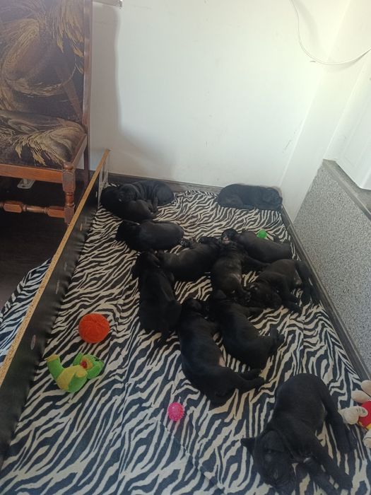 Кане Корсо чистокрувни