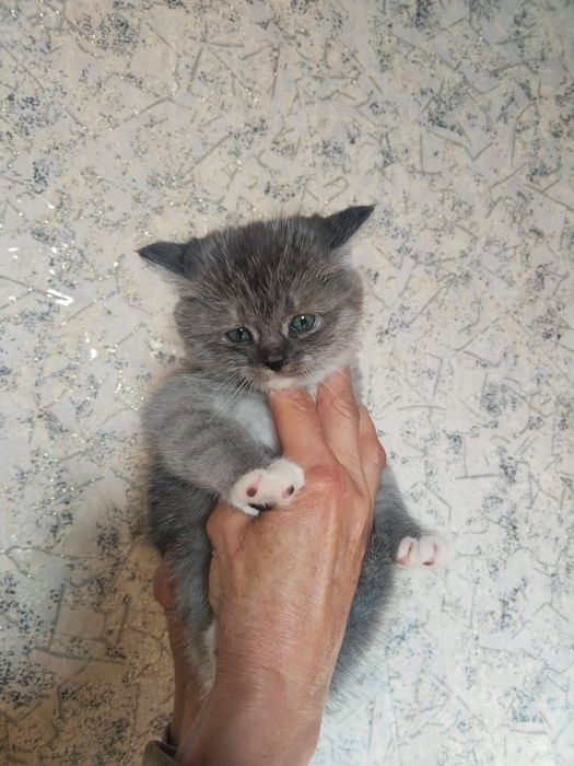 Котята шотландцы