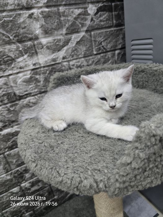 Котята серебристая и золотая шиншила