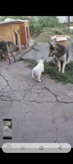 Дарю щенят!     .