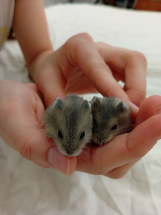 Малыши джунгарских хомячков.