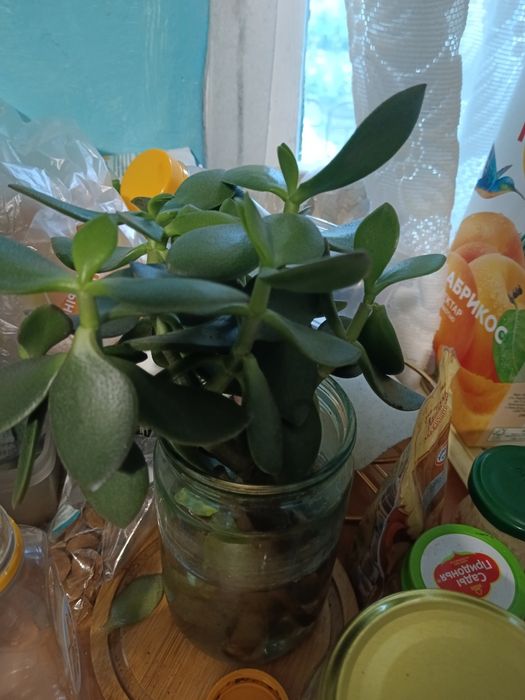 Продам растения для дома и офиса