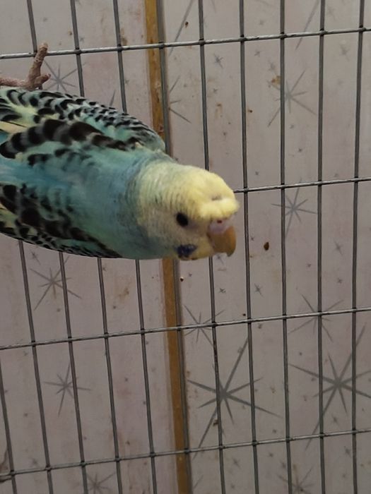 Valnistiy papugay Chubati