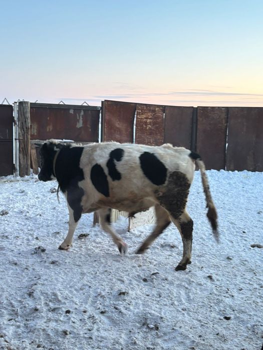 Продам быка два года