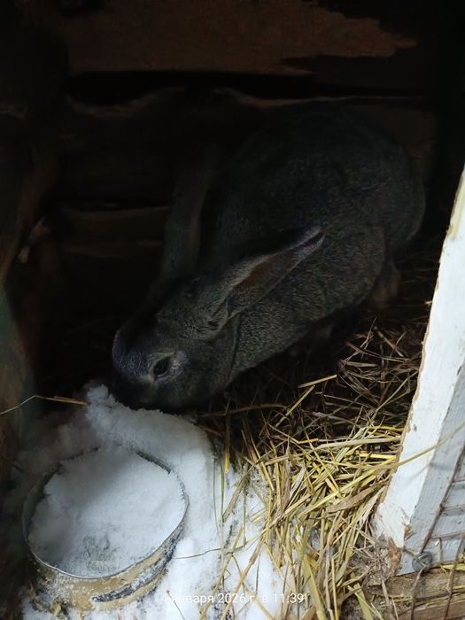 Продам кроликов ...