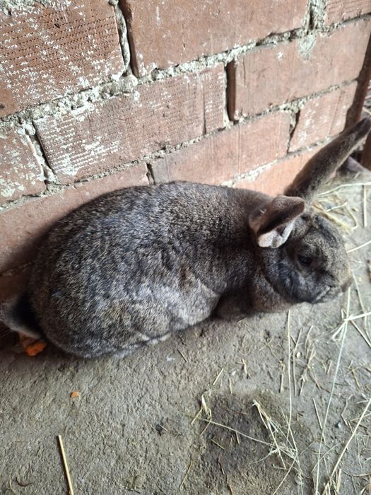 Vand doua iepuroaice și un iepuroi