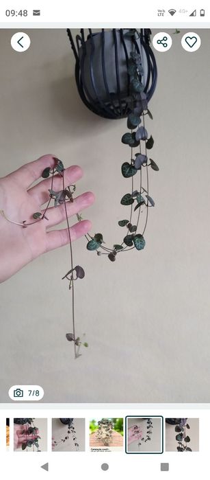 plantă curgătoare String of Hearts (Șirag de inimi)
