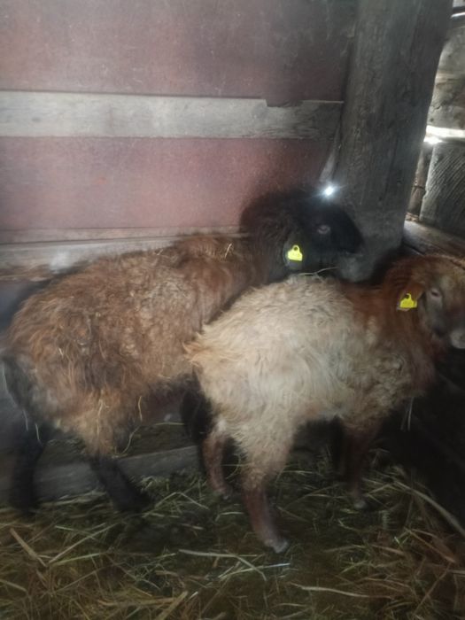 Бараны молодняки кошкарчики