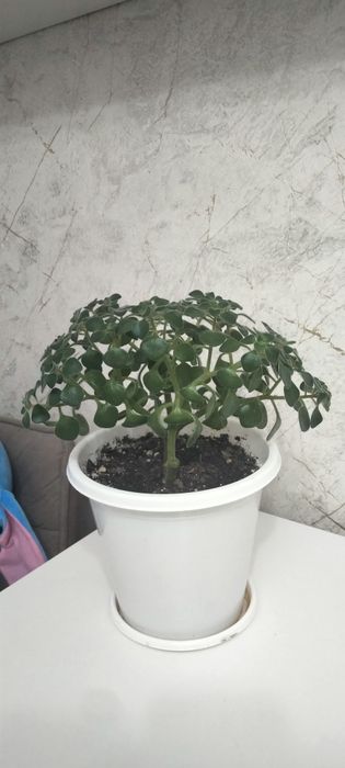 Продается комнатный аихризон