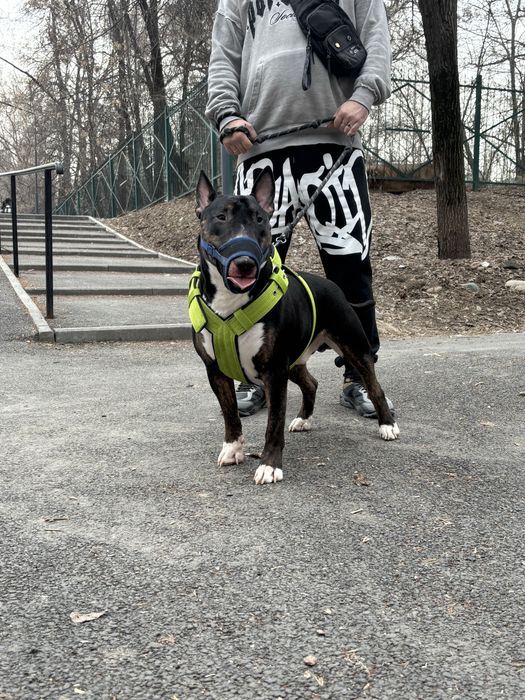 Открыт для Вязок Английский бультерьер