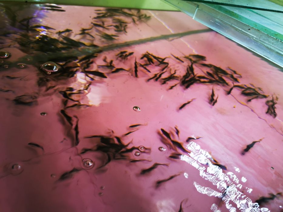 Sanitari de iazuri sau heleștee